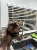 Rocklyn, a male Yorkshire Terrier for sale in Las Vegas, NV – Photo 4 of 7