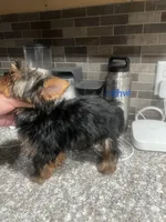Rocklyn, a male Yorkshire Terrier for sale in Las Vegas, NV – Photo 7 of 7