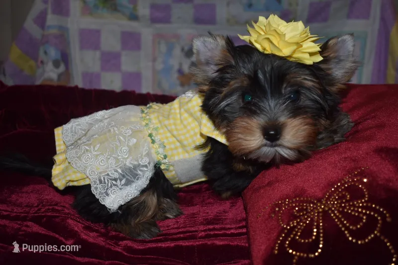Star – Yorkshire Terrier puppy for sale in Las Vegas, NV