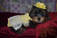 Star, a female Yorkshire Terrier for sale in Las Vegas, NV – Photo 1 of 6