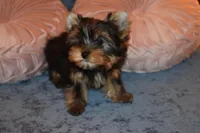 Star, a female Yorkshire Terrier for sale in Las Vegas, NV – Photo 4 of 6