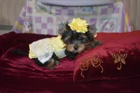 Star, a female Yorkshire Terrier for sale in Las Vegas, NV – Photo 5 of 6