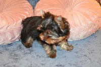 Star, a female Yorkshire Terrier for sale in Las Vegas, NV – Photo 6 of 6