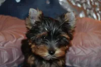 Star, a female Yorkshire Terrier for sale in Las Vegas, NV – Photo 2 of 6