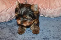 Star, a female Yorkshire Terrier for sale in Las Vegas, NV – Photo 3 of 6
