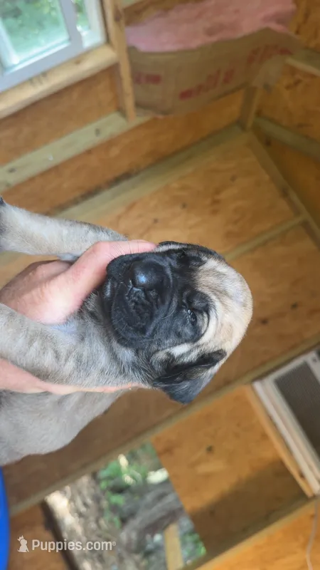Fawn Female  – English Mastiff puppy for sale in Asheboro, NC