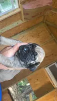 Fawn Female , a female English Mastiff for sale in Asheboro, NC – 1 of 3