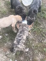 Dark brindle , a male English Mastiff for sale in Asheboro, NC – 5 of 6