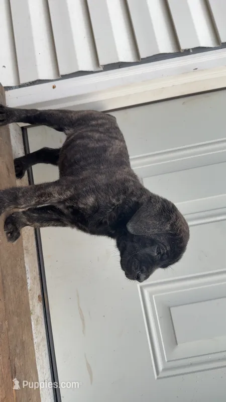 Dark brindle  – English Mastiff puppy for sale in Asheboro, NC