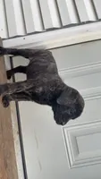 Dark brindle , a male English Mastiff for sale in Asheboro, NC – 1 of 6