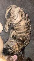 Brindle , a male English Mastiff for sale in Asheboro, NC – 4 of 7