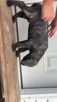 Dark brindle , a male English Mastiff for sale in Asheboro, NC – 3 of 6