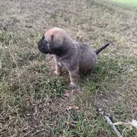 Nala, a female English Mastiff for sale in Asheboro, NC – Photo 6 of 6