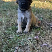 Nala, a female English Mastiff for sale in Asheboro, NC – Photo 1 of 6