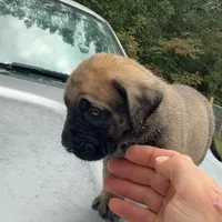 Nala, a female English Mastiff for sale in Asheboro, NC – Photo 4 of 6