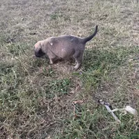 Nala, a female English Mastiff for sale in Asheboro, NC – Photo 3 of 6