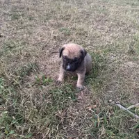 Nala, a female English Mastiff for sale in Asheboro, NC – Photo 5 of 6