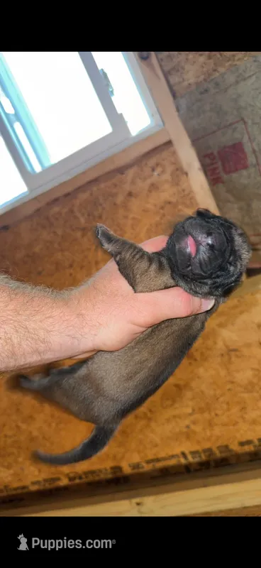 Fawn Female  – English Mastiff puppy for sale in Asheboro, NC