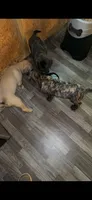 Brindle , a male English Mastiff for sale in Asheboro, NC – 2 of 7