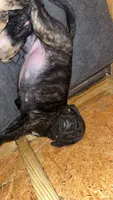 Brindle , a male English Mastiff for sale in Asheboro, NC – 7 of 7