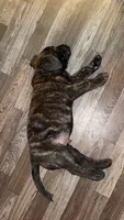 Brindle , a male English Mastiff for sale in Asheboro, NC – 5 of 7