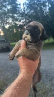 Fawn Female , a female English Mastiff for sale in Asheboro, NC – 2 of 3