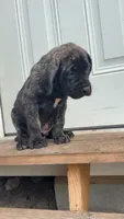 Dark brindle , a male English Mastiff for sale in Asheboro, NC – 4 of 6