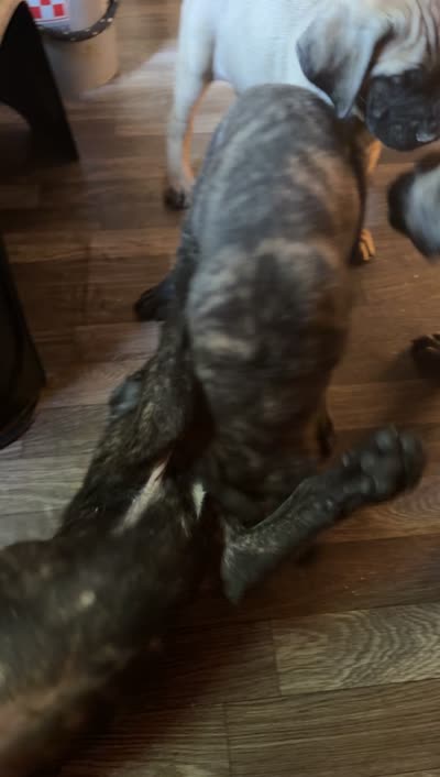 Dark brindle , a male English Mastiff for sale in Asheboro, NC – 6 of 6