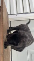 Dark brindle , a male English Mastiff for sale in Asheboro, NC – 2 of 6