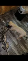 Brindle , a male English Mastiff for sale in Asheboro, NC – 3 of 7