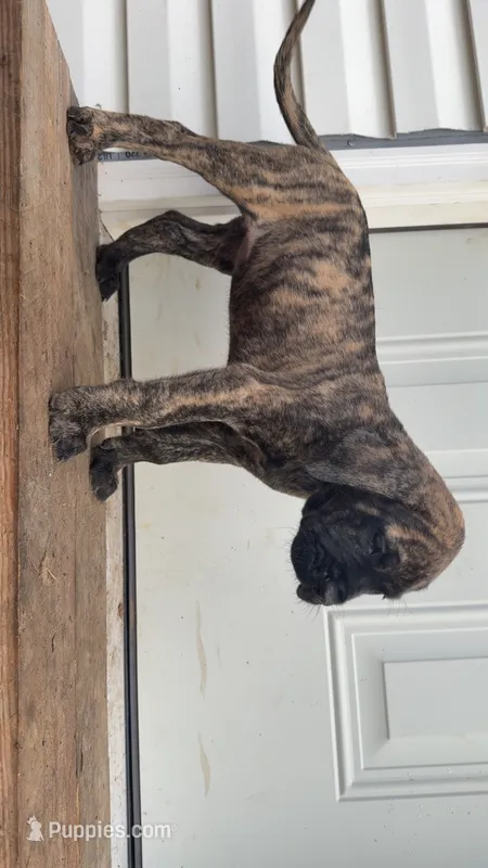 Brindle  – English Mastiff puppy for sale in Asheboro, NC
