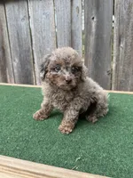 Ella , a female Poodle - Miniature  for sale in Walnut, MS – 4 of 5
