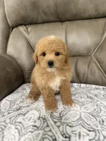 Buddy, a male Miniature Goldendoodle for sale in Walnut, MS – 2 of 8