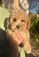 Jaxson, a male Bichpoo for sale in Walnut, MS – 4 of 6
