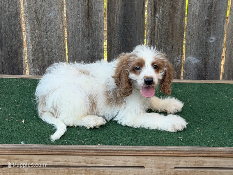 Sam – Cockapoo puppy for sale in Walnut, MS