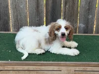 Sam, a male Cockapoo for sale in Walnut, MS – 1 of 4