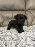 Bella, a female Morkie for sale in Walnut, MS – 7 of 8