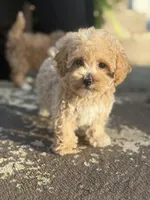 Jaxson, a male Bichpoo for sale in Walnut, MS – 1 of 6