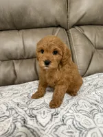 Macy, a female Miniature Goldendoodle for sale in Walnut, MS – 6 of 9