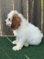 Malie, a female Cockapoo for sale in Walnut, MS – 5 of 5