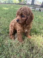 Maddie, a female Cockapoo for sale in Walnut, MS – 2 of 8