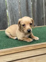 Toby, a male Miniature Dachshund for sale in Walnut, MS – 4 of 8