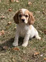 Hank , a male Cockalier for sale in Walnut, MS – 3 of 4