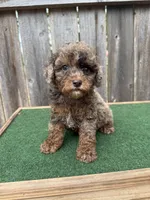 Cooper, a male Poodle - Miniature  for sale in Walnut, MS – 4 of 7