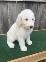 Stella, a female Bernedoodle for sale in Walnut, MS – 5 of 6