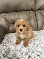 Maddie, a female Miniature Goldendoodle for sale in Walnut, MS – 3 of 9