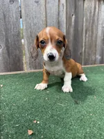 Peanut, a male Miniature Dachshund for sale in Walnut, MS – 5 of 8