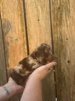 Gabe, a male Miniature Dachshund for sale in Walnut, MS – 1 of 6