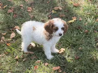 Megan, a female Cockapoo for sale in Walnut, MS – 3 of 4