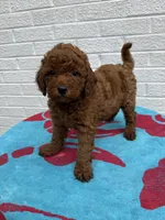Macy, a female Miniature Goldendoodle for sale in Walnut, MS – Photo 7 of 7